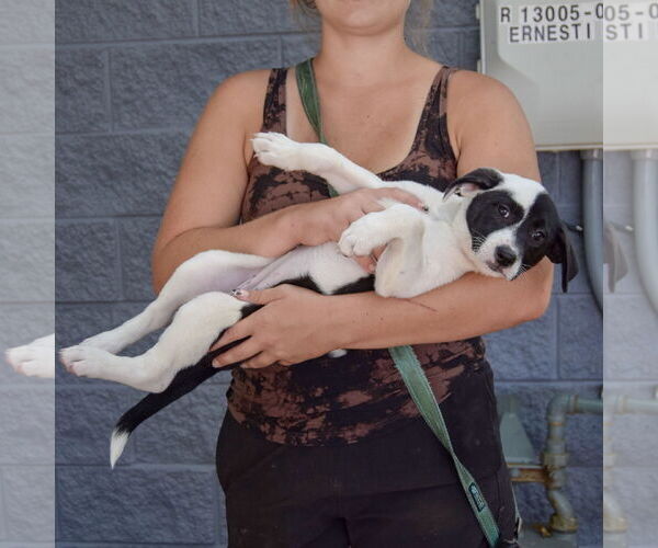 Medium Photo #5 Mutt Puppy For Sale in Huntley, IL, USA