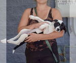 Small #4 Mutt