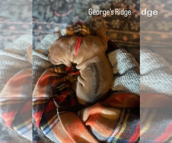 Medium Photo #2 Rhodesian Ridgeback Puppy For Sale in BOISE, ID, USA