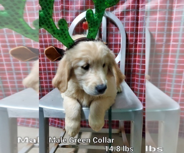 Medium Photo #3 Golden Retriever Puppy For Sale in MERCED, CA, USA