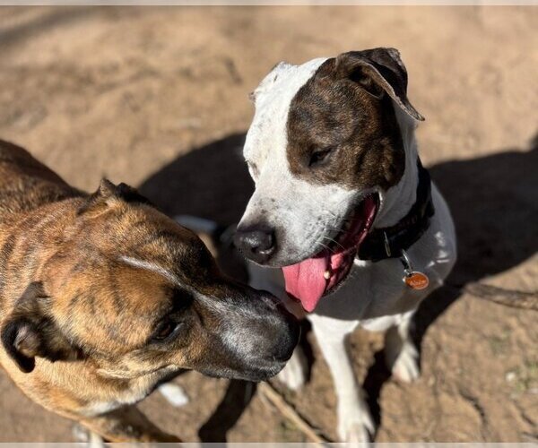 Medium Photo #2 Bluetick Coonhound-Unknown Mix Puppy For Sale in Austin, TX, USA