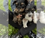 Small Photo #6 Yorkie Pin-YorkiePoo Mix Puppy For Sale in CINCINNATI, OH, USA