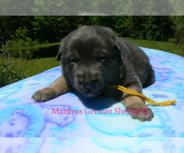 Medium Photo #3 German Shepherd Dog Puppy For Sale in PIEDMONT, MO, USA