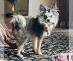 Small #7 Mutt