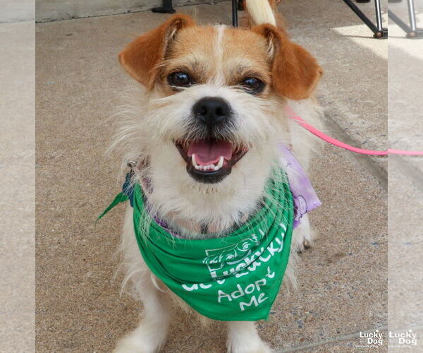 Medium Photo #5 Jacairn Puppy For Sale in Washington, DC, USA