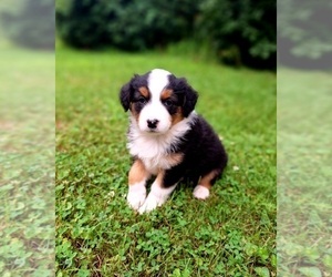 Australian Shepherd Puppy for sale in SAINT JOHNS, MI, USA
