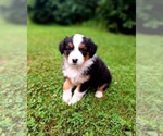 Image preview for Ad Listing. Nickname: Parker