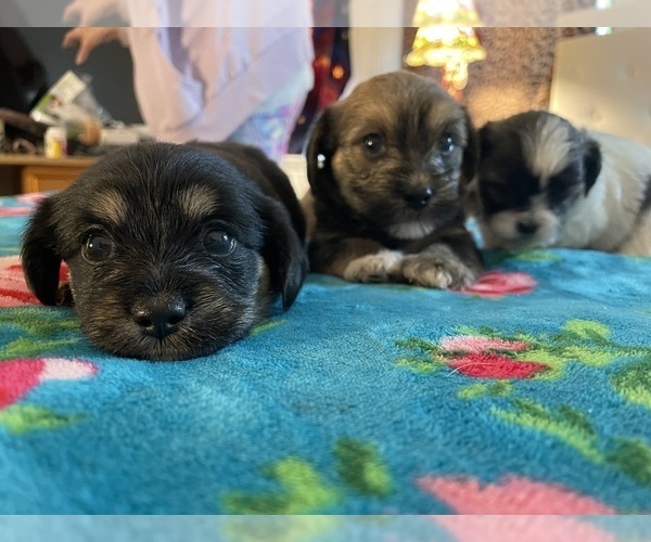 Medium Photo #7 Shorkie Tzu Puppy For Sale in LEBANON, OR, USA