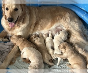 Golden Retriever Puppy for Sale in PANAMA CITY, Florida USA