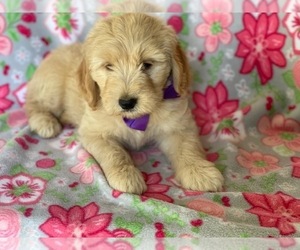 Goldendoodle (Miniature) Puppy for sale in LANCASTER, PA, USA