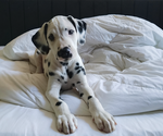 Puppy 3 Dalmatian