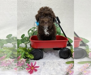 Aussie-Poo-Aussiedoodle Miniature Mix Puppy for sale in BULLARD, TX, USA