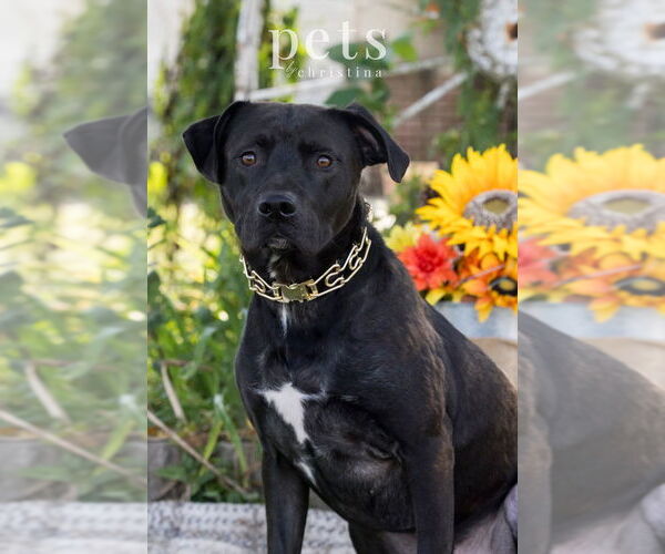 Medium Photo #12 Labrador Retriever Puppy For Sale in Foristell, MO, USA