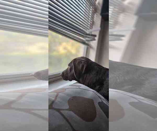 Medium Photo #2 Labrador Retriever Puppy For Sale in Fort Worth, TX, USA