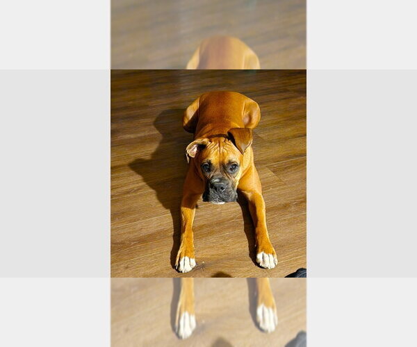 Medium Photo #1 Boxer Puppy For Sale in Austin, TX, USA