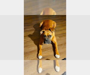 Boxer Dogs for adoption in Austin, TX, USA