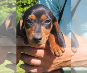 Dachshund Puppy for sale in BUCKLIN, MO, USA