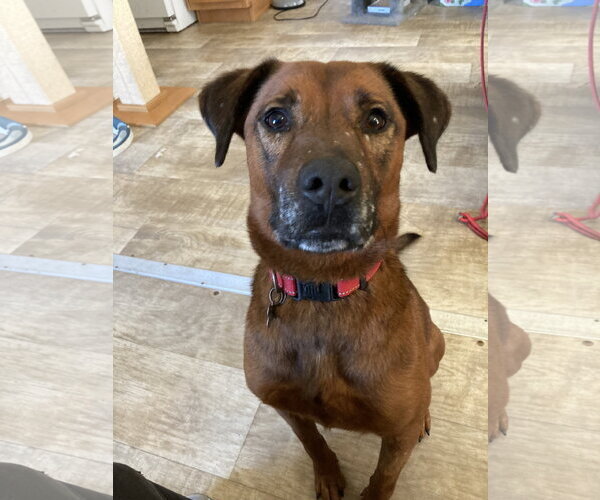 Medium Photo #10 Mutt Puppy For Sale in San Diego, CA, USA