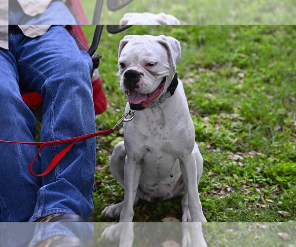 Medium Photo #7 Boxer Puppy For Sale in Austin, TX, USA
