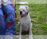 Small #6 Boxer