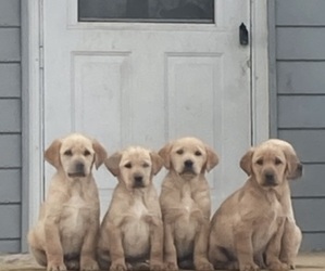 Golden Labrador Puppy for Sale in LONG PRAIRIE, Minnesota USA
