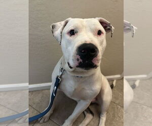 American Pit Bull Terrier-Unknown Mix Dogs for adoption in Chandler, AZ, USA