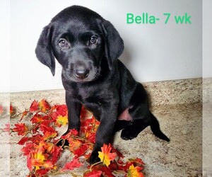 Labrador Retriever Puppy for sale in CATO, NY, USA