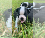 Small Photo #5 Boston Terrier Puppy For Sale in SOMERVILLE, TX, USA