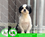 Small Shih Tzu