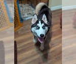 Small #12 Siberian Husky Mix