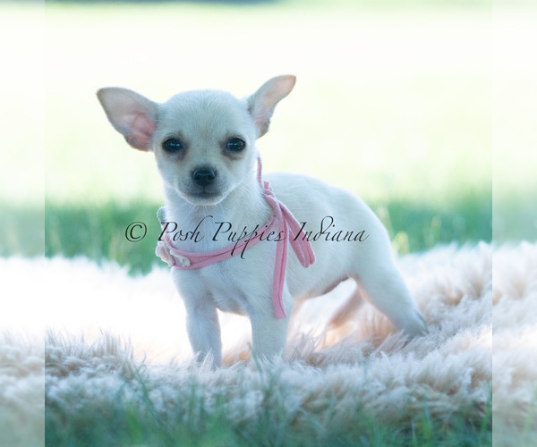 Medium Photo #101 Chihuahua Puppy For Sale in WARSAW, IN, USA
