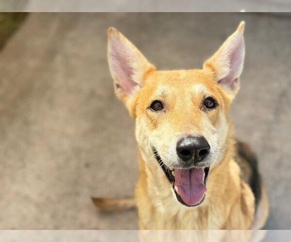 Medium Photo #2 German Shepherd Dog-Unknown Mix Puppy For Sale in Tulsa, OK, USA