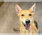 Small #1 German Shepherd Dog Mix