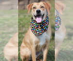 Small #1 Mountain Cur Mix
