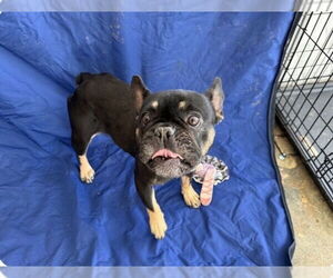 French Bulldog Dogs for adoption in Mooresville, NC, USA