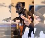 Small #4 Cane Corso
