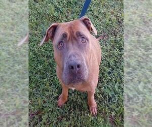American Staffordshire Terrier Dogs for adoption in Fort Lauderdale, FL, USA