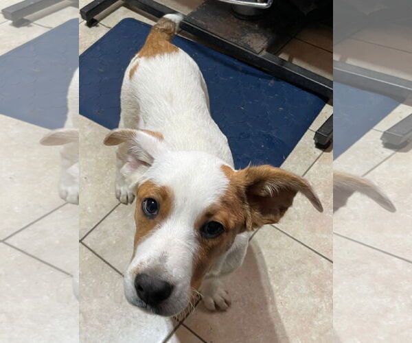 Medium Photo #6 Mutt Puppy For Sale in Tracy City, TN, USA