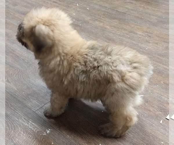 Medium Photo #3 Bouvier Des Flandres Puppy For Sale in AMBOY, WA, USA