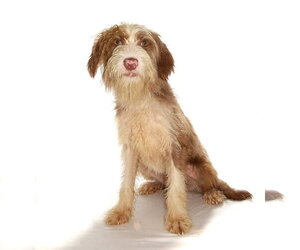 Sugar - Male Maltese-Poodle (Standard) Mix Dog for Adoption - Photo #4