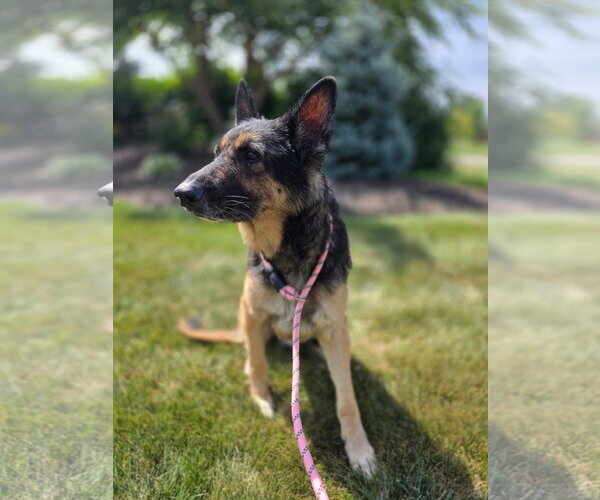 Medium Photo #3 German Shepherd Dog-Unknown Mix Puppy For Sale in New London, WI, USA