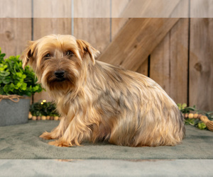 Mother of the Yorkshire Terrier puppies born on 03/02/2026