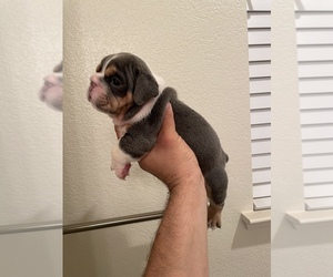 Bulldog Puppy for sale in LIVINGSTON, CA, USA