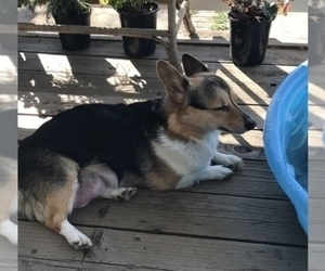 Mother of the Pembroke Welsh Corgi puppies born on 01/03/2023