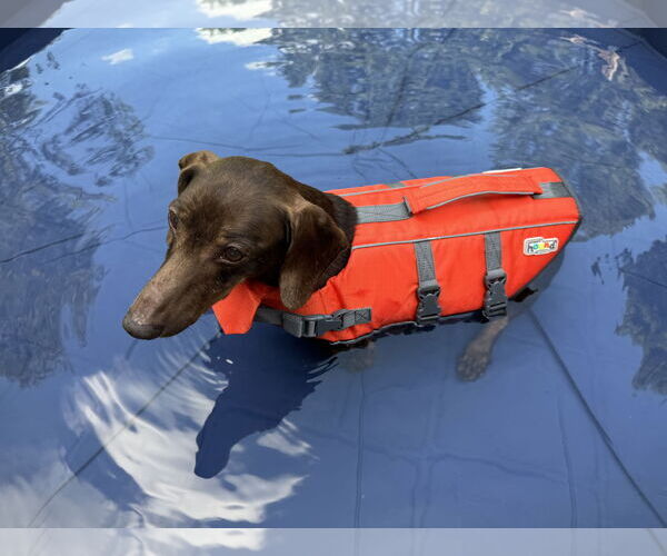 Medium Photo #3 Dachshund Puppy For Sale in Fruitland, SC, USA