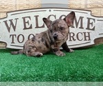 Small Photo #2 French Bullhuahua Puppy For Sale in CARTHAGE, TX, USA