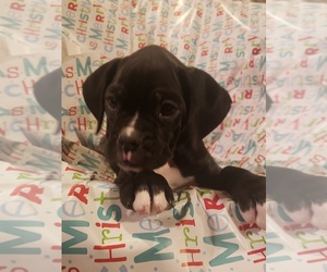 Boxer Puppy for sale in WASECA, MN, USA