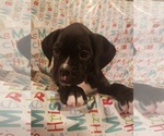 Small Photo #1 Boxer Puppy For Sale in WASECA, MN, USA