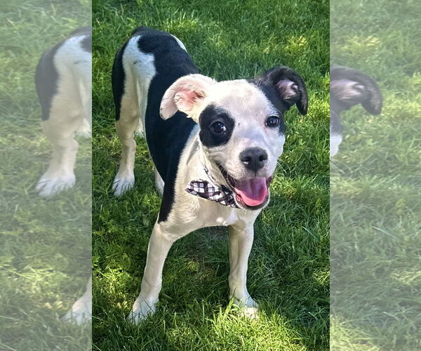Medium Photo #2 Rat Terrier-Unknown Mix Puppy For Sale in Phoenix, AZ, USA