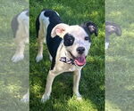 Small #1 Rat Terrier Mix